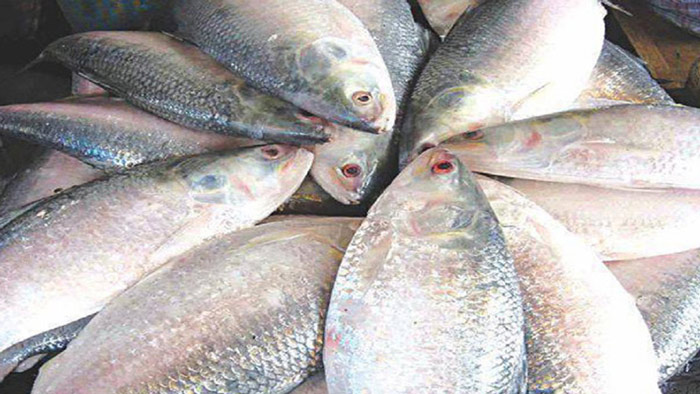 দুর্গাপূজায় উপলক্ষে প্রথম চালানে সাড়ে ৩৭ টন ইলিশ যাবে ভারতে