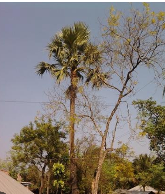 টঙ্গীতে ঢাকা-ময়মনসিংহ মহাসড়কের পাশে গাছ পড়ে পথচারী নিহত১, আহত-২